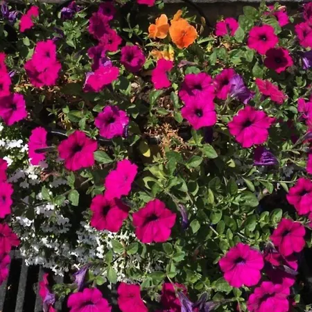 Gasthuis Highfield 4*